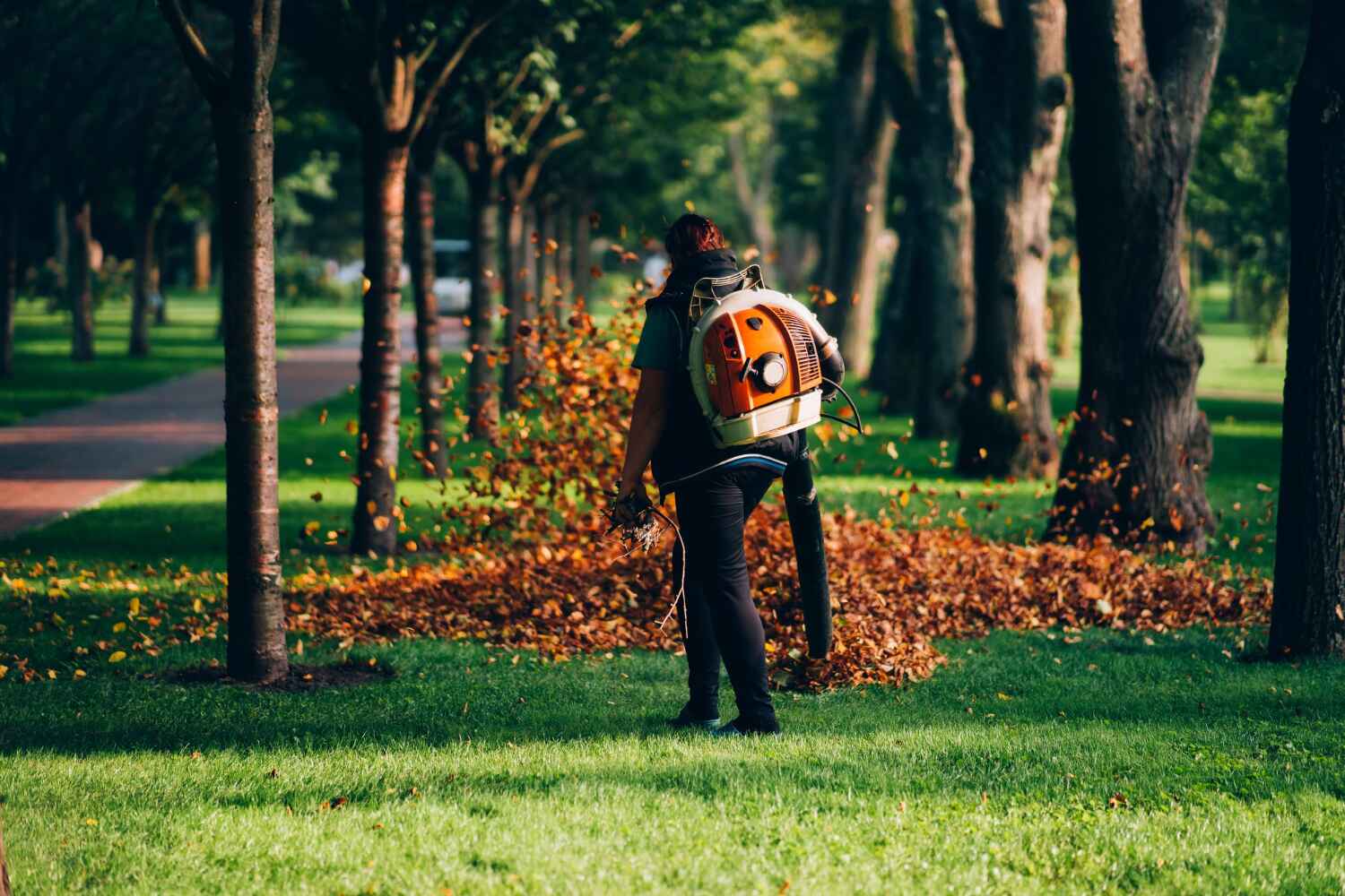 Professional Tree Service in Los Angeles, CA